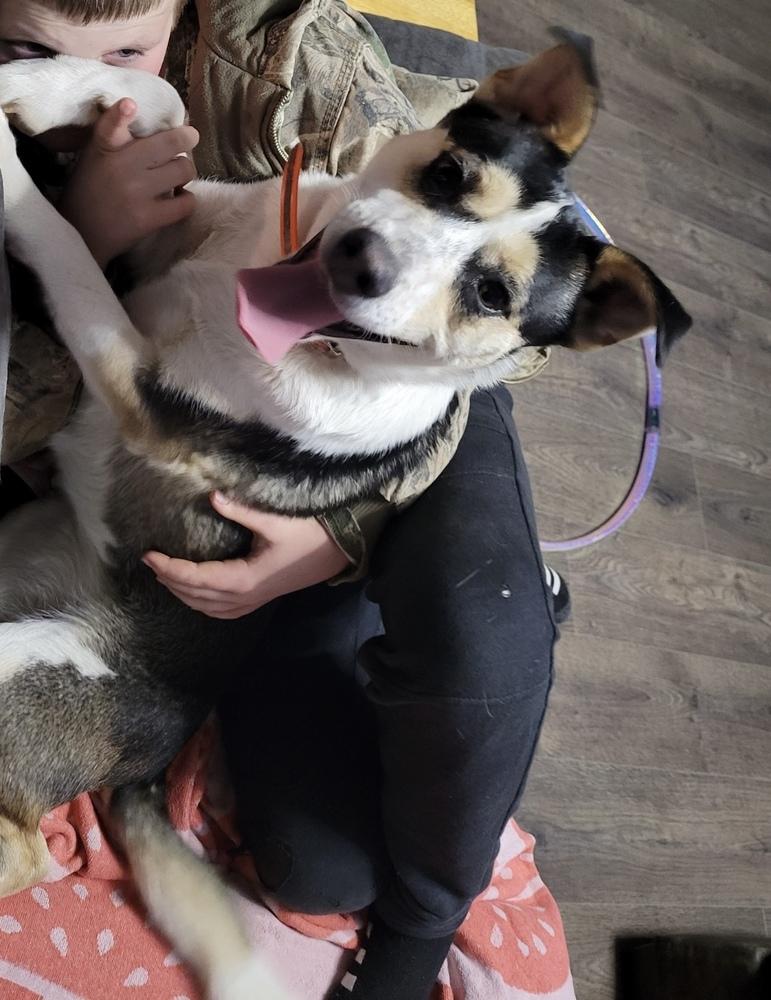 Enlarge Ella, a Adoptable mixed breed in Louisa, VA image 3/3