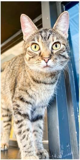 Dani, Adoptable, Kitten Female Domestic Short Hair.