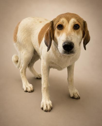 Holland ~ Sponsored!, Adoptable, Young Female English Shepherd & Mixed Breed.