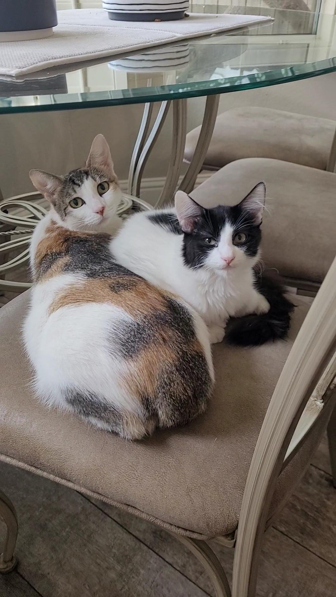 ARORA , ADOPTABLE, Young Female Calico & Domestic Short Hair.