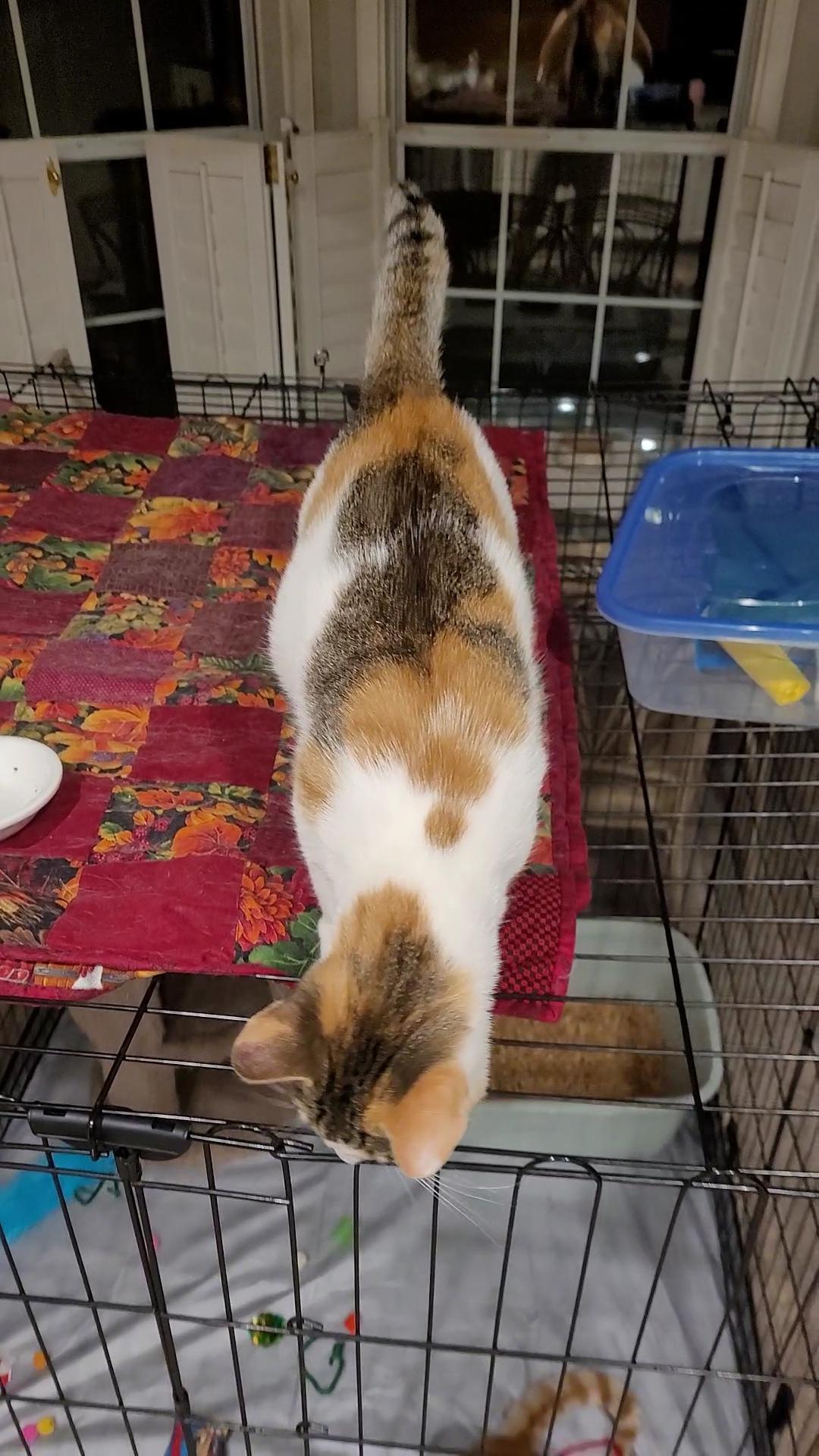 ARORA , a ADOPTABLE mixed breed in Escalon, CA image 3/5