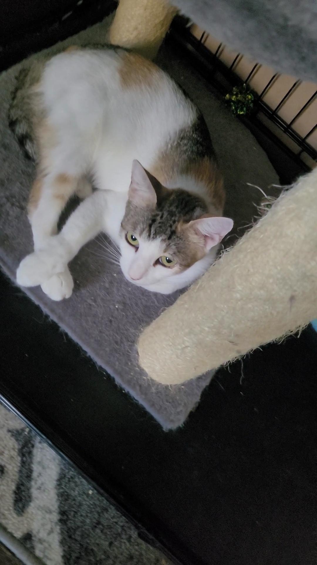 ARORA , a ADOPTABLE mixed breed in Escalon, CA image 4/5