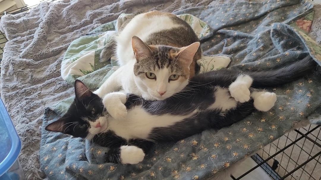 ARORA , a ADOPTABLE mixed breed in Escalon, CA image 2/5