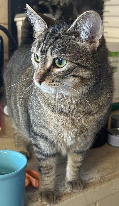 Sassy, Adoptable, Young Female Domestic Short Hair.