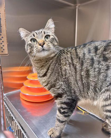 JJ, ADOPTABLE, Young Male Domestic Short Hair.