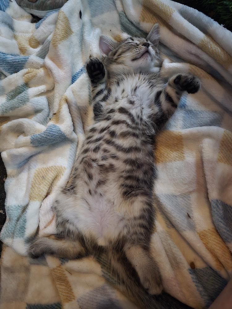 Twill, Adopted, Kitten Female Domestic Short Hair.