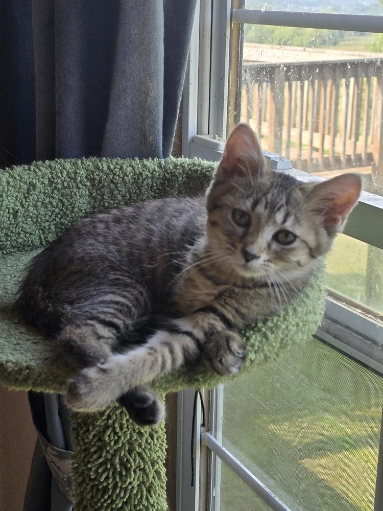 Twill, a Adopted Domestic Short Hair in La valle, WI image 2/3