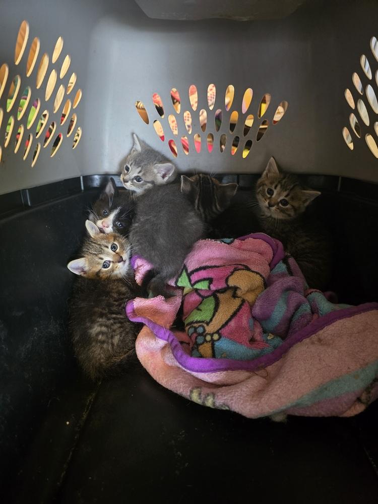 Twill, a Adopted Domestic Short Hair in La valle, WI image 3/3