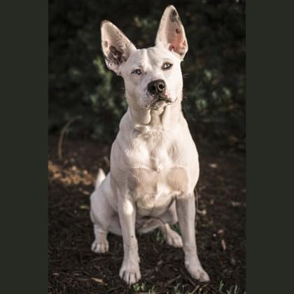 Dottie, Adoptable, Young Female Bull Terrier & Husky.