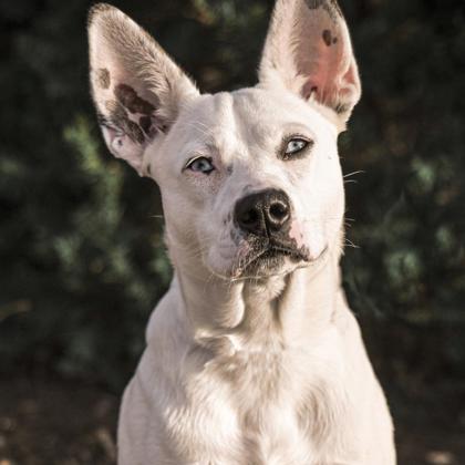 Enlarge Dottie, a Adoptable mixed breed in Merriam, KS image 3/3
