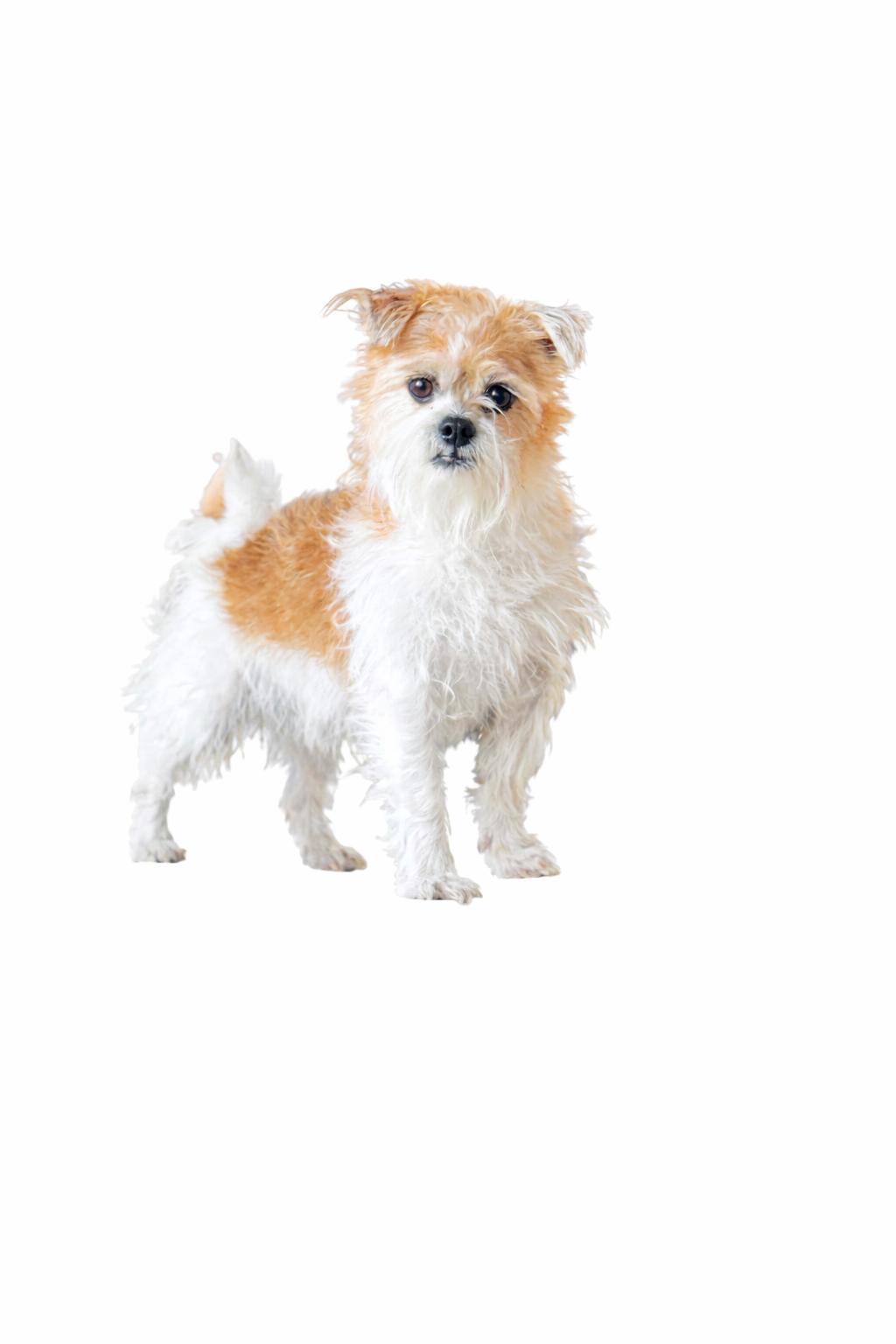 Whopper Jr. , adoptable, Adult Male Terrier.