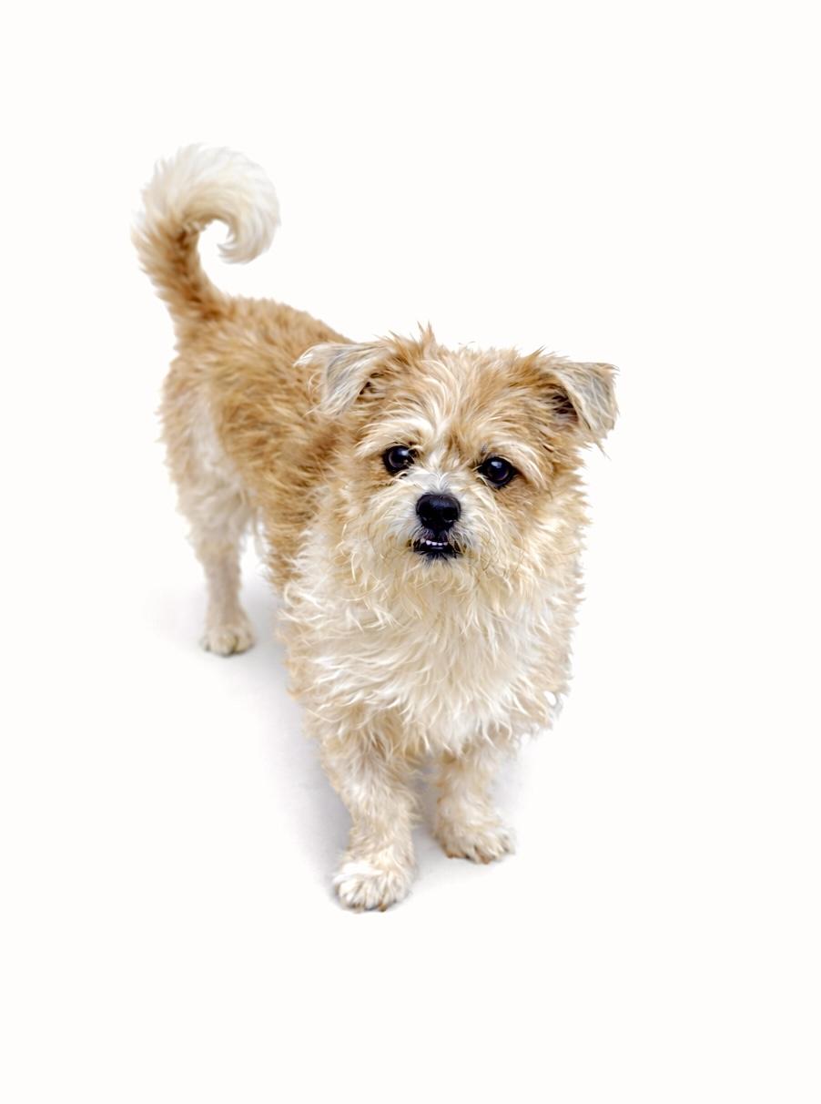 Whopper Jr. , an adoptable Terrier in SYLVANIA, GA image 2/5