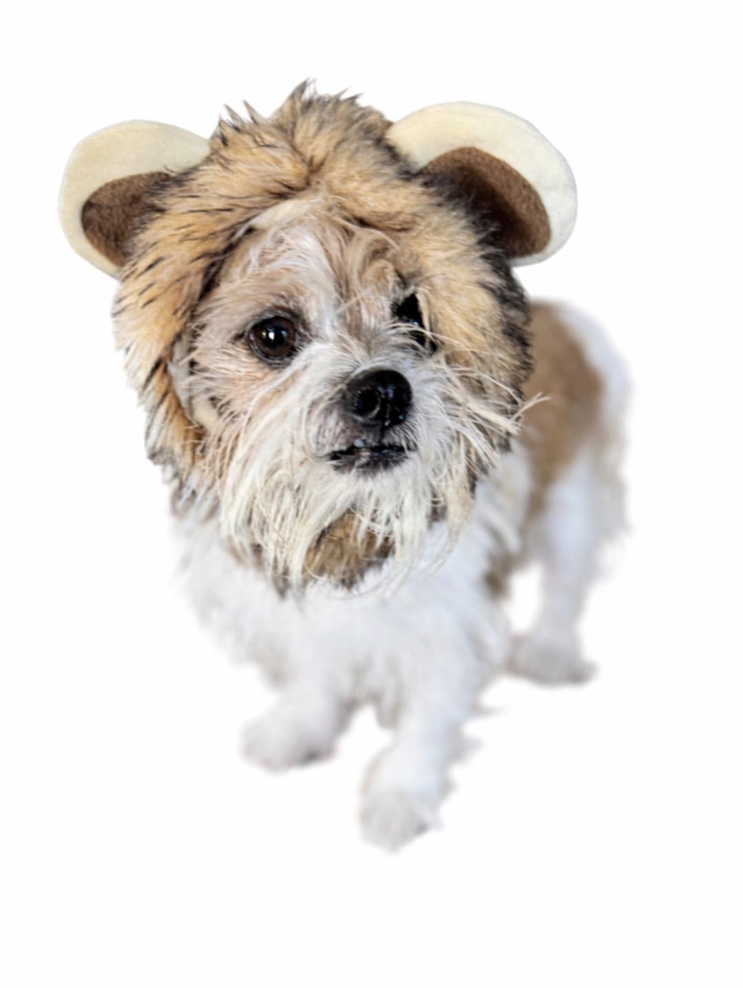 Whopper Jr. , an adoptable Terrier in SYLVANIA, GA image 4/5