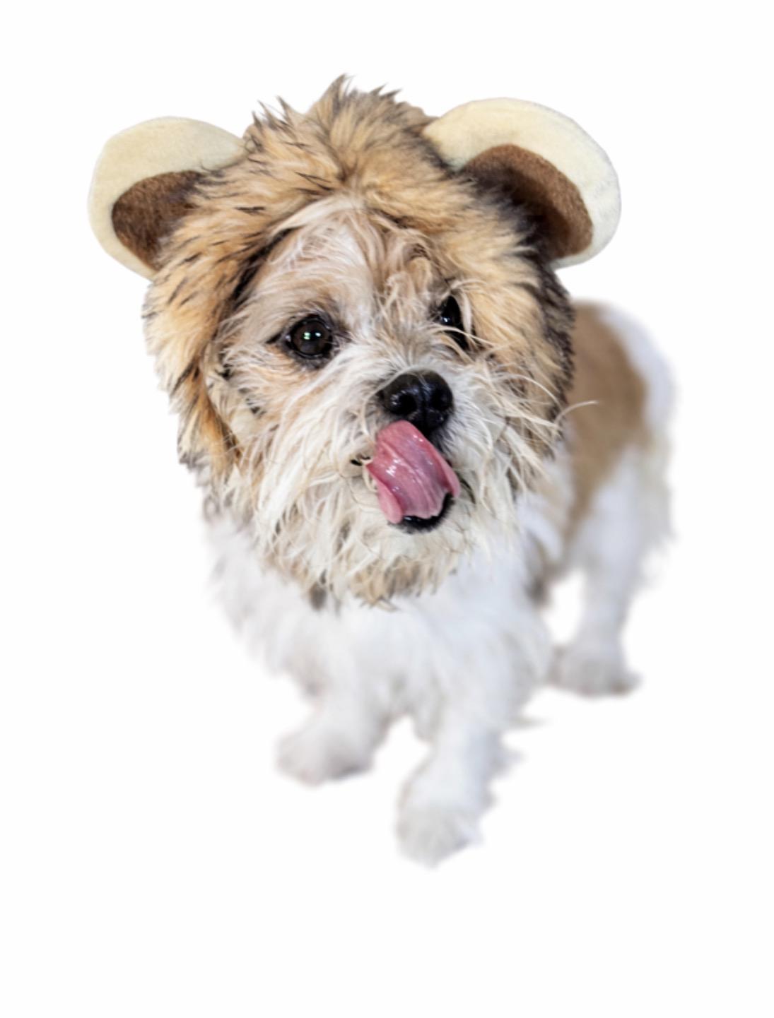 Whopper Jr. , an adoptable Terrier in SYLVANIA, GA image 5/5