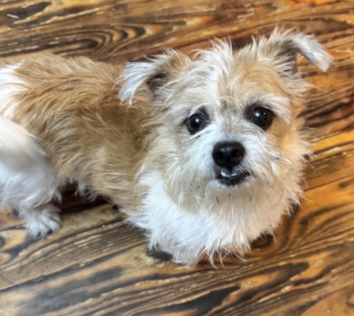 Whopper Jr. , adoptable, Adult Male Terrier.