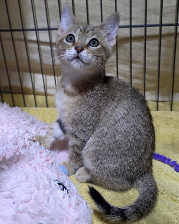 Petra, Adoptable, Kitten Female Domestic Short Hair.