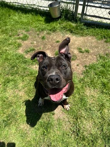 ROCKY, ADOPTABLE, Adult Male Pit Bull Terrier & Black Labrador Retriever.