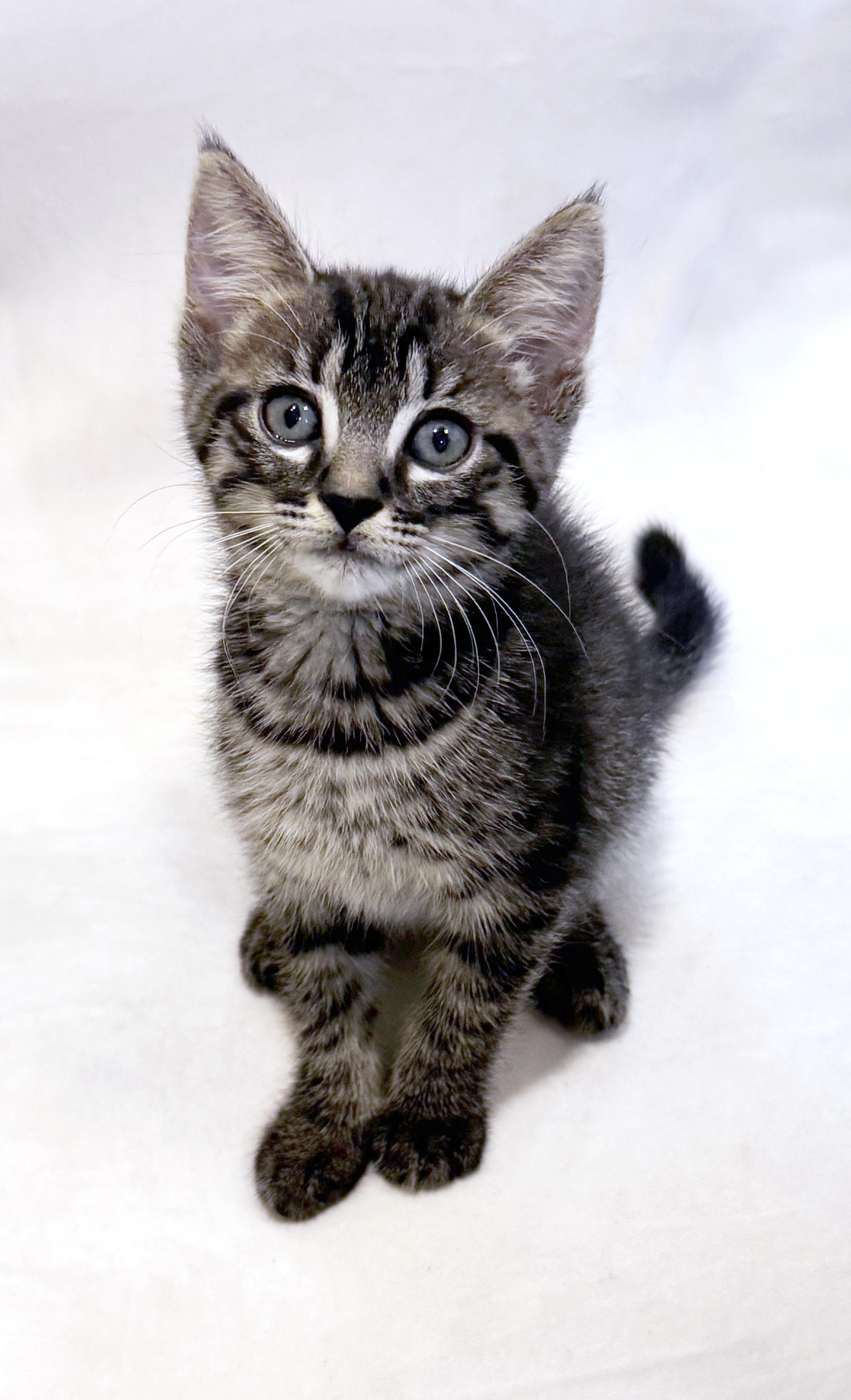 Holland, a Adoptable mixed breed in Lake Monroe, FL image 2/6