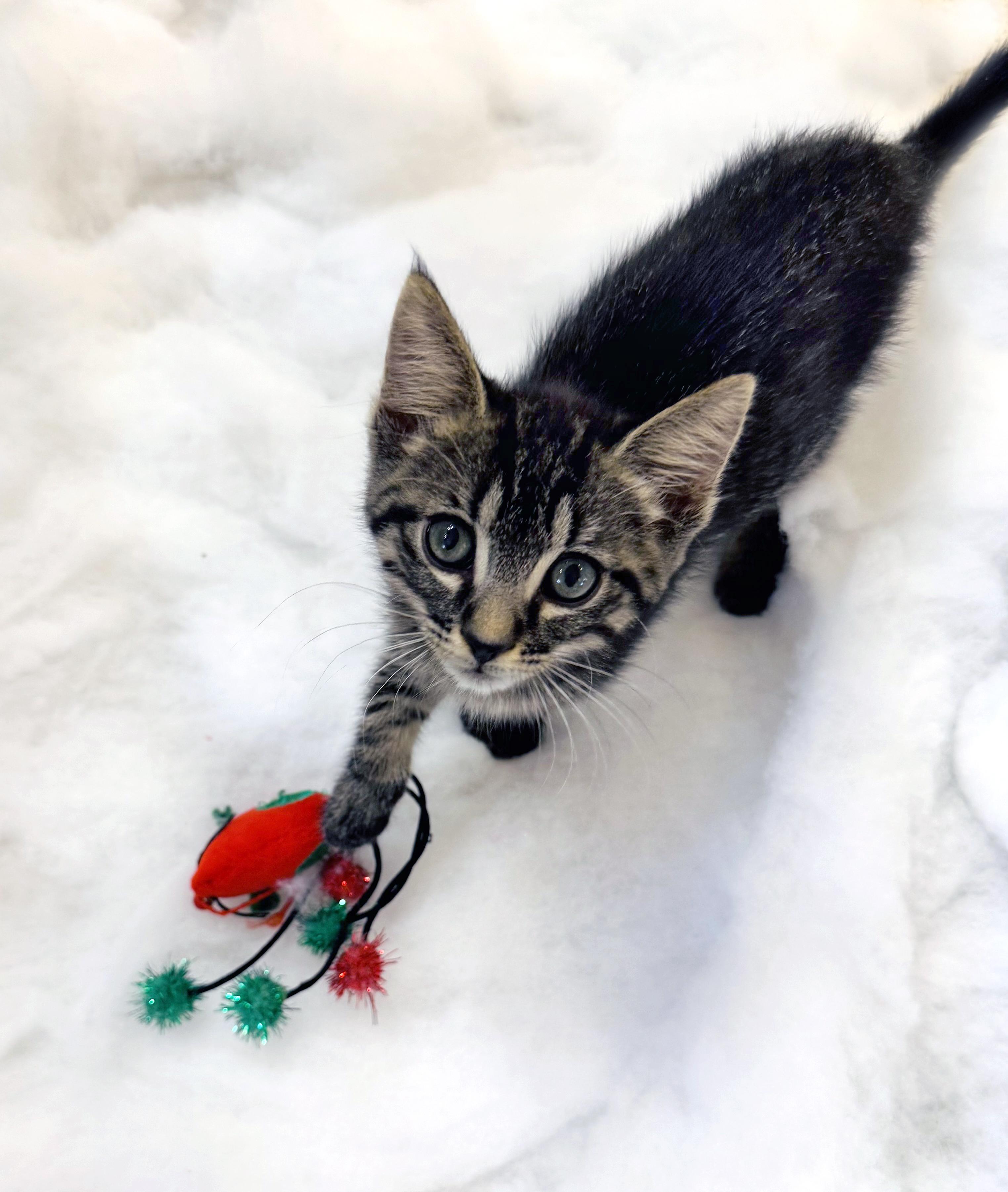 Holland, a Adoptable mixed breed in Lake Monroe, FL image 6/6