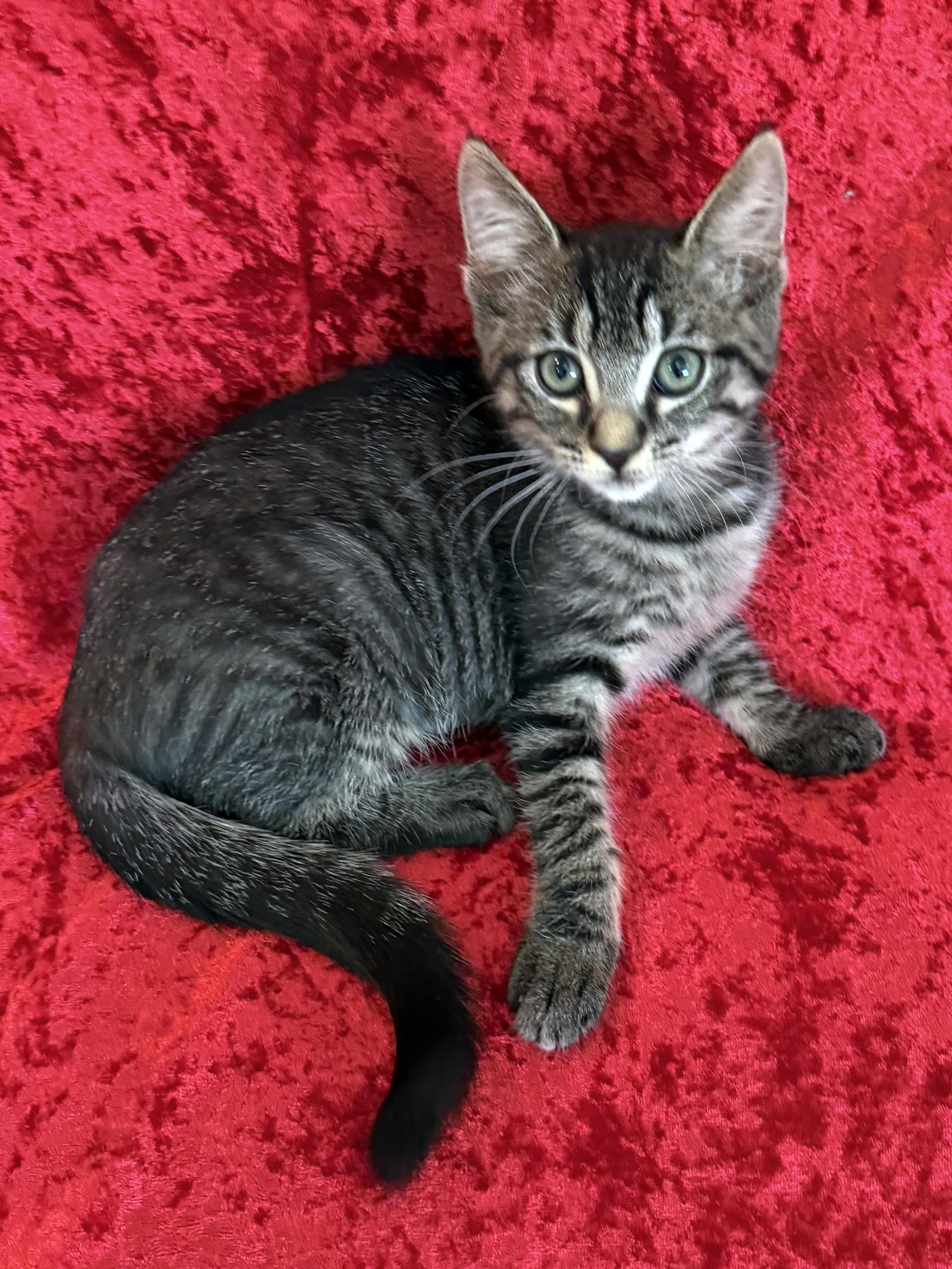 Holland, a Adoptable mixed breed in Lake Monroe, FL image 1/6