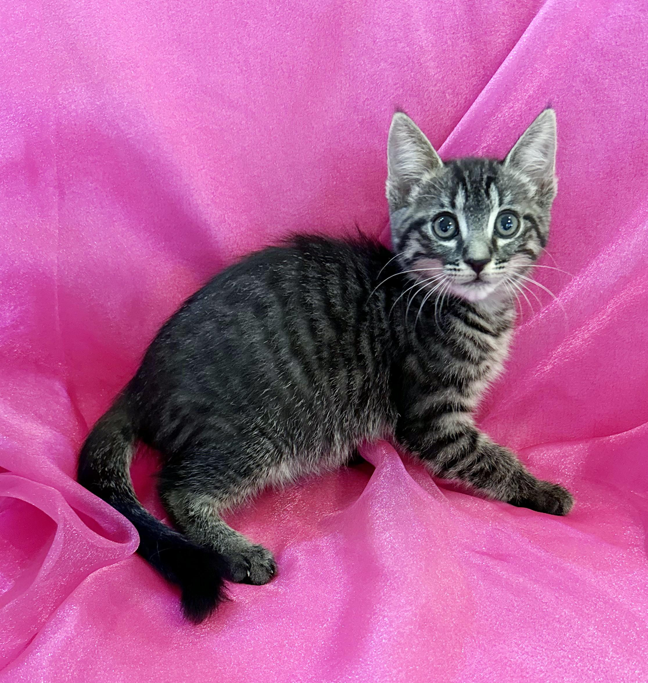 Holland, a Adoptable mixed breed in Lake Monroe, FL image 3/6