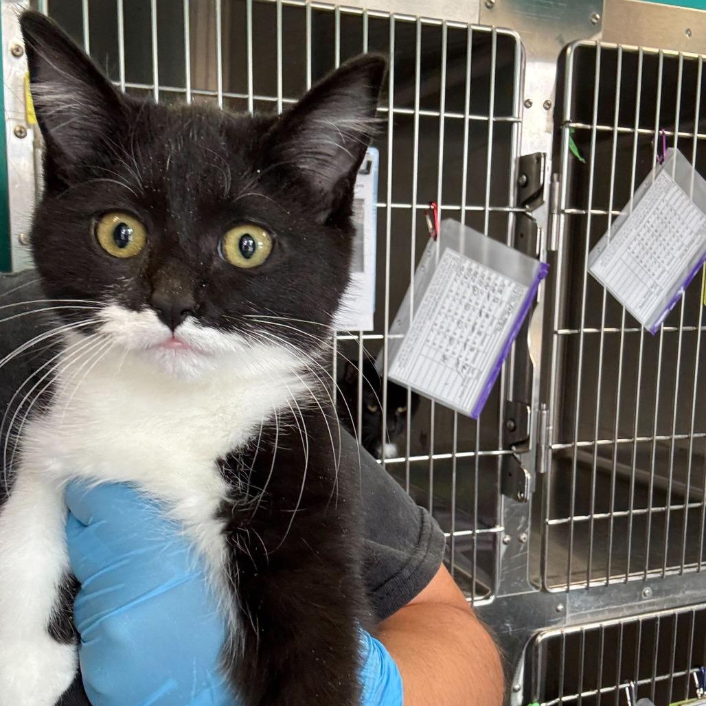 Enlarge In This Meowment, a Adoptable Domestic Short Hair in Davenport, IA image 1/1