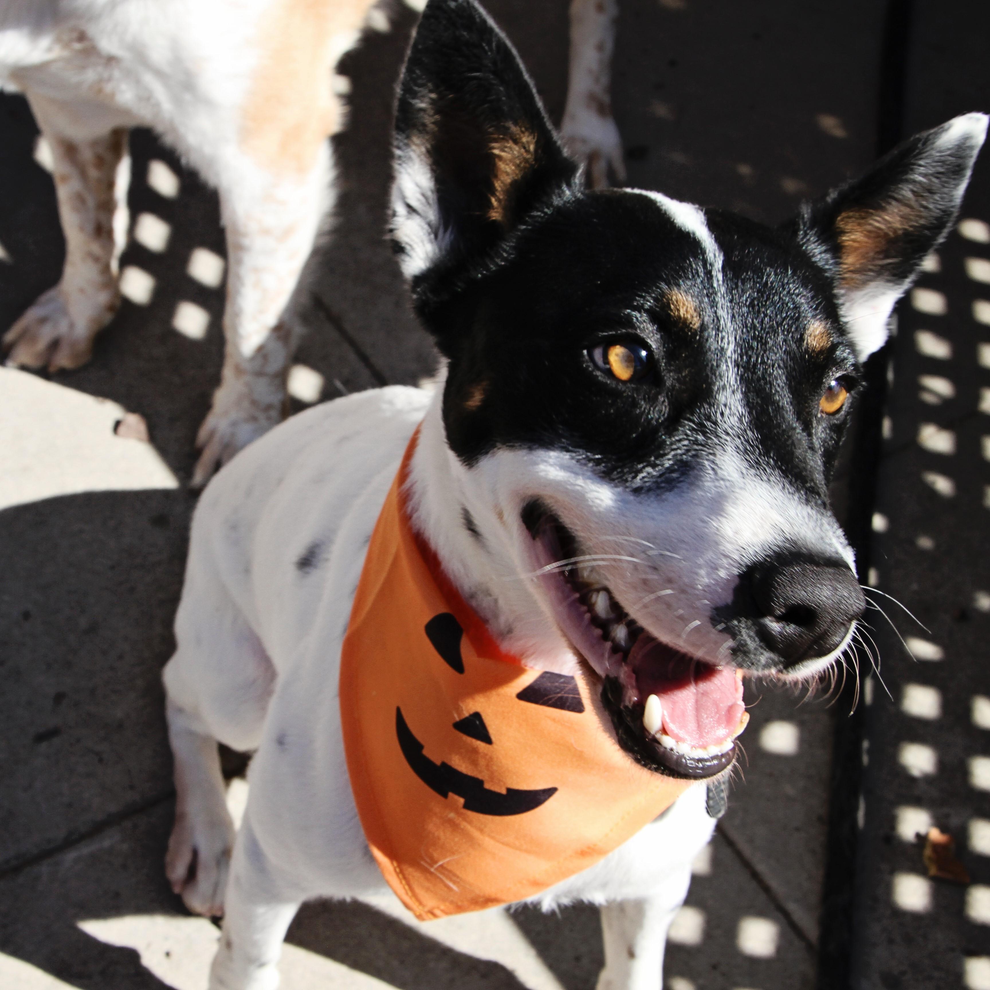 Robin-The Sweetest Pup, an adoptable mixed breed in Santa Ana, CA image 4/6