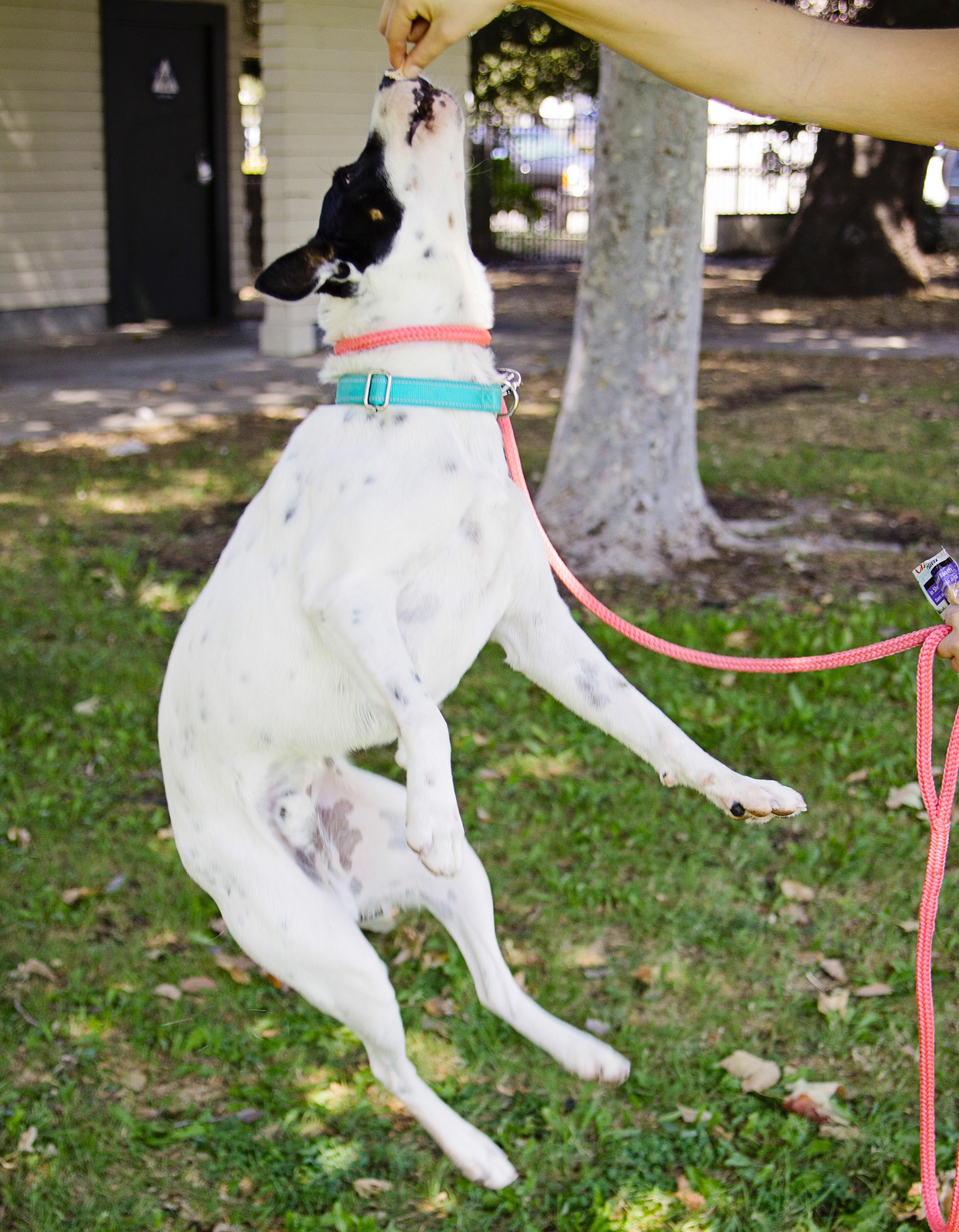 Robin-The Sweetest Pup, an adoptable mixed breed in Santa Ana, CA image 5/6