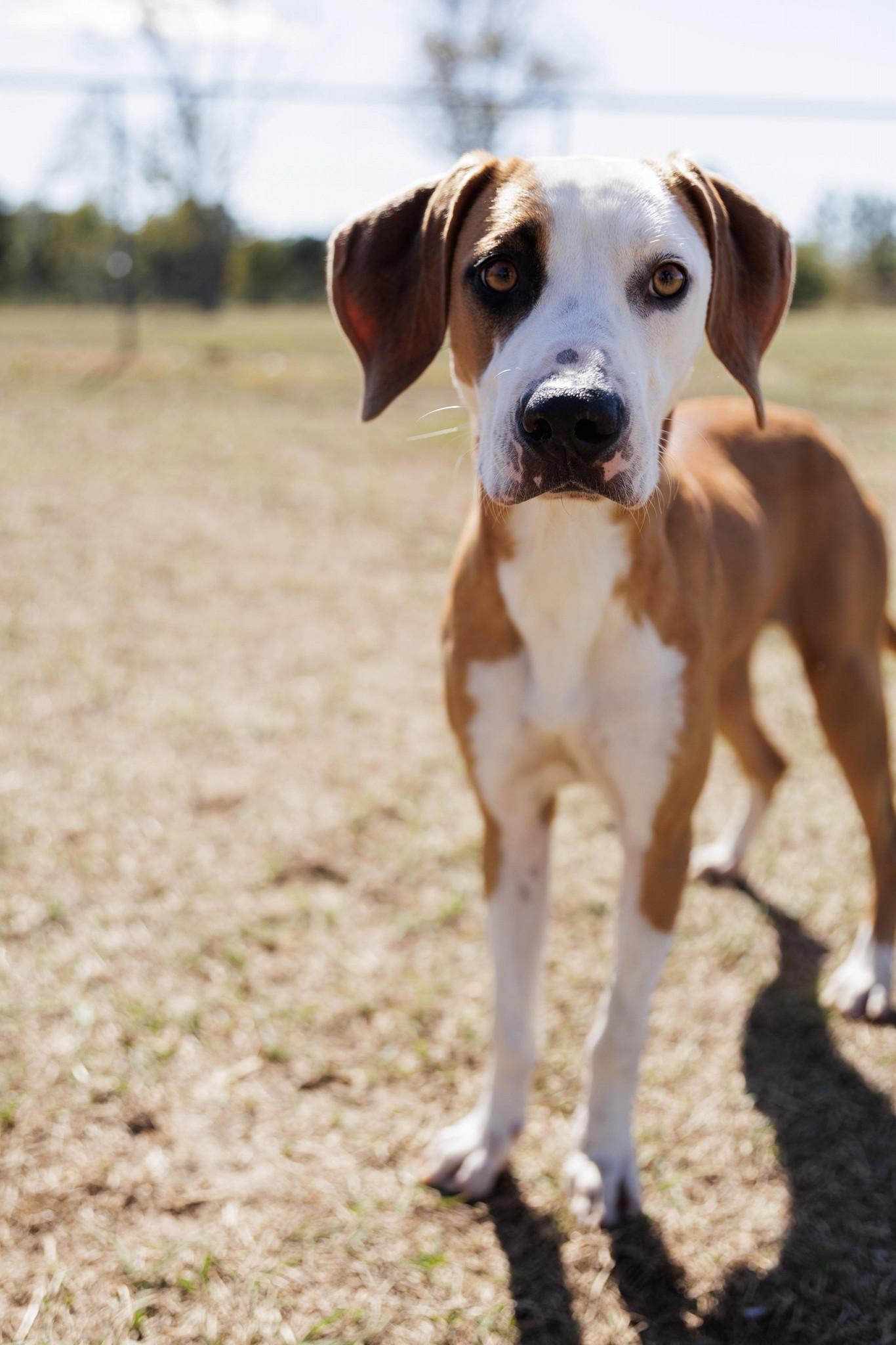 Gingersnap (20251208-01)