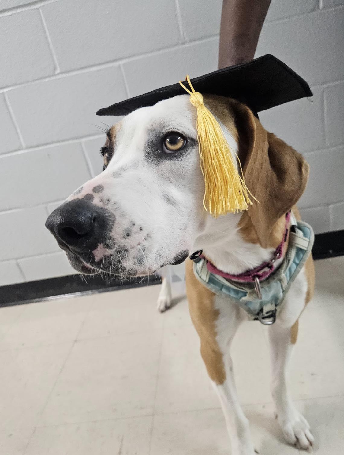 Gingersnap (20251208-01) — thumbnail 2