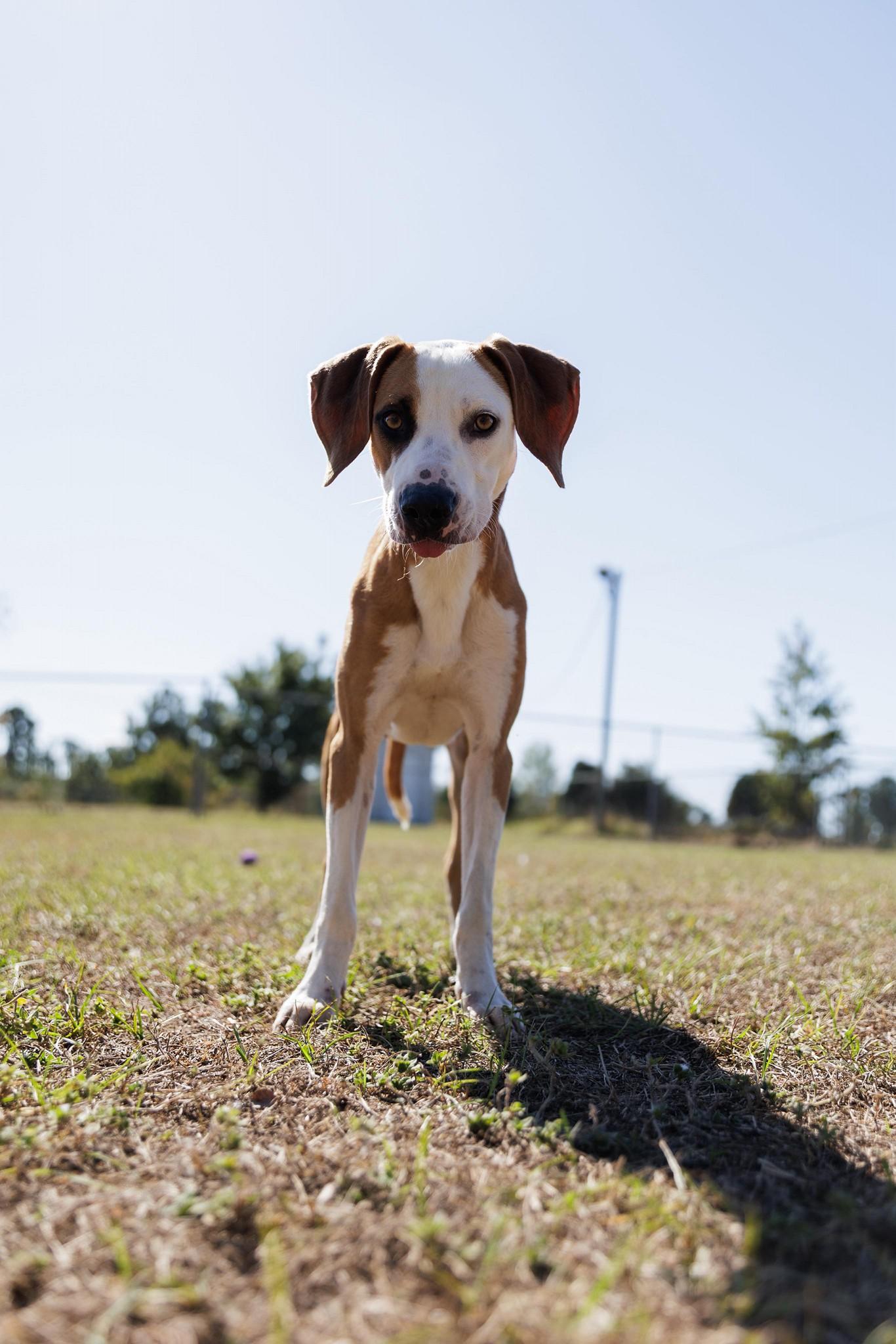 Gingersnap (20251208-01) — thumbnail 3