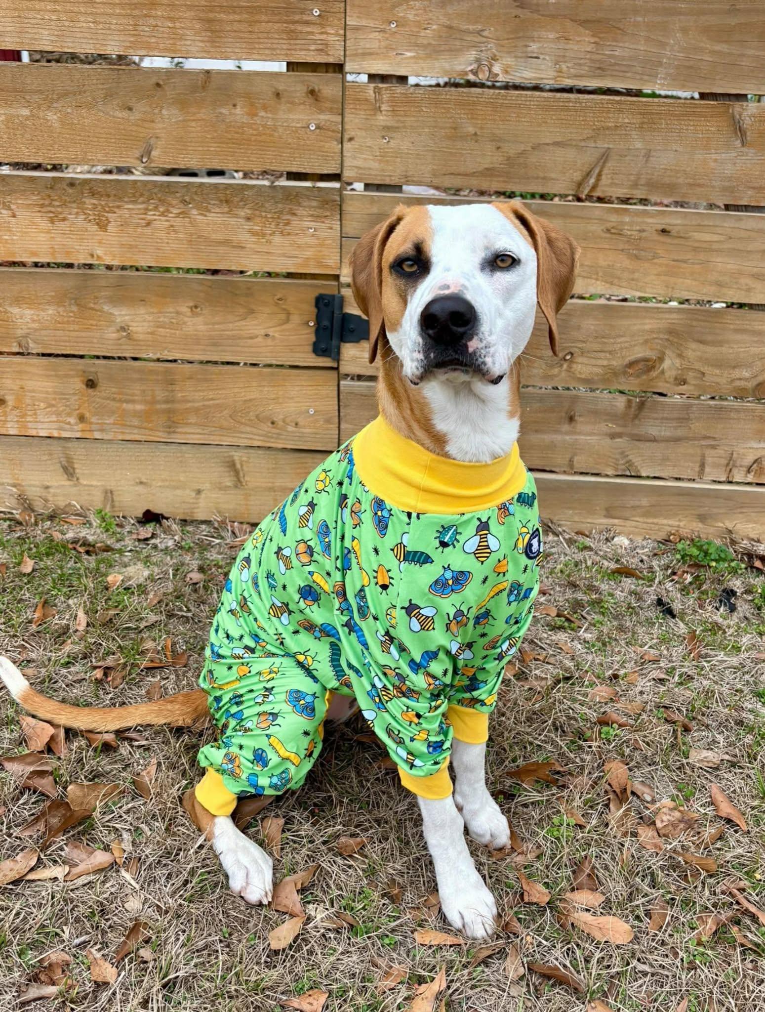 Gingersnap (20251208-01) — thumbnail 4