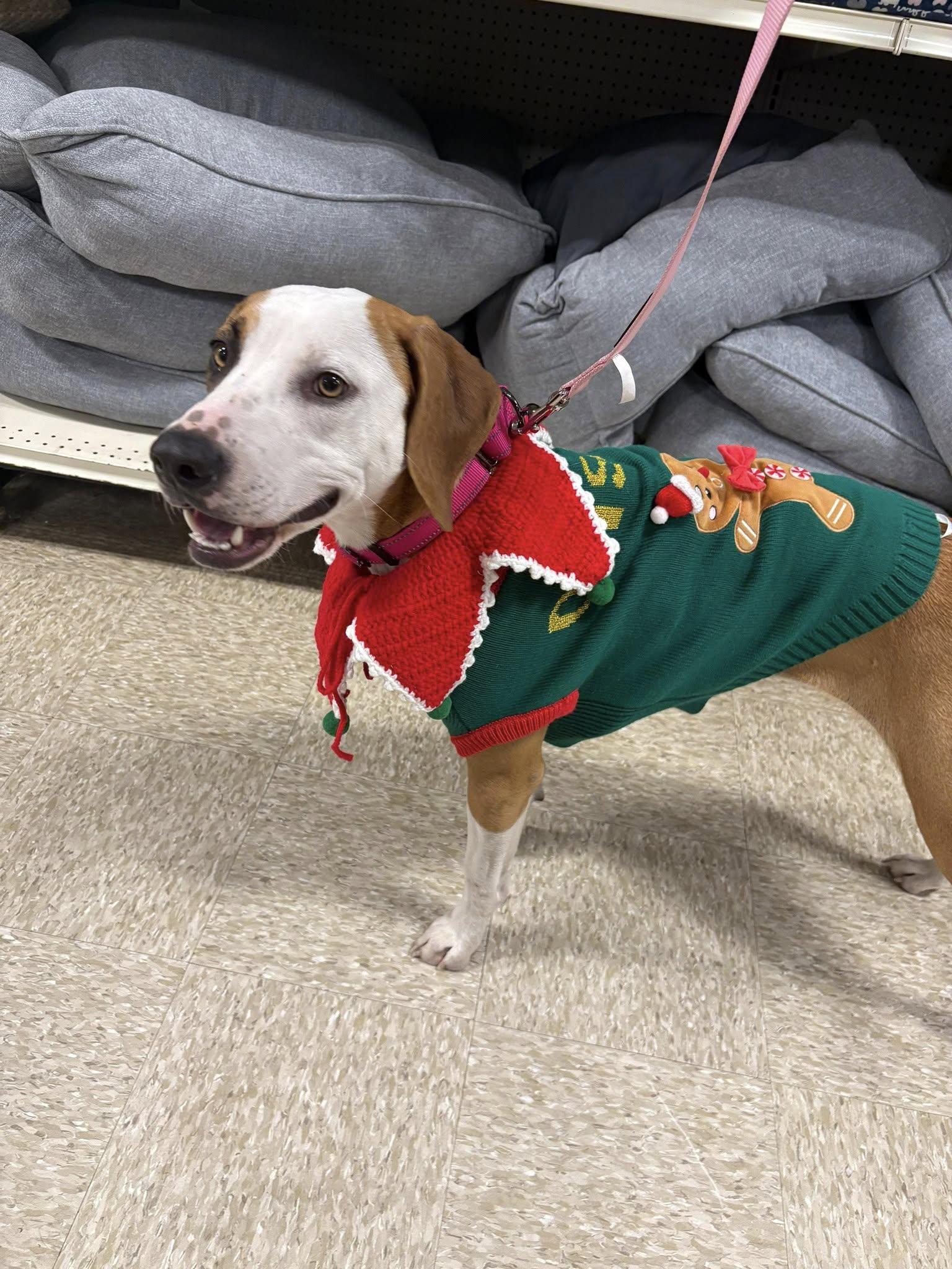 Gingersnap (20251208-01) — thumbnail 5