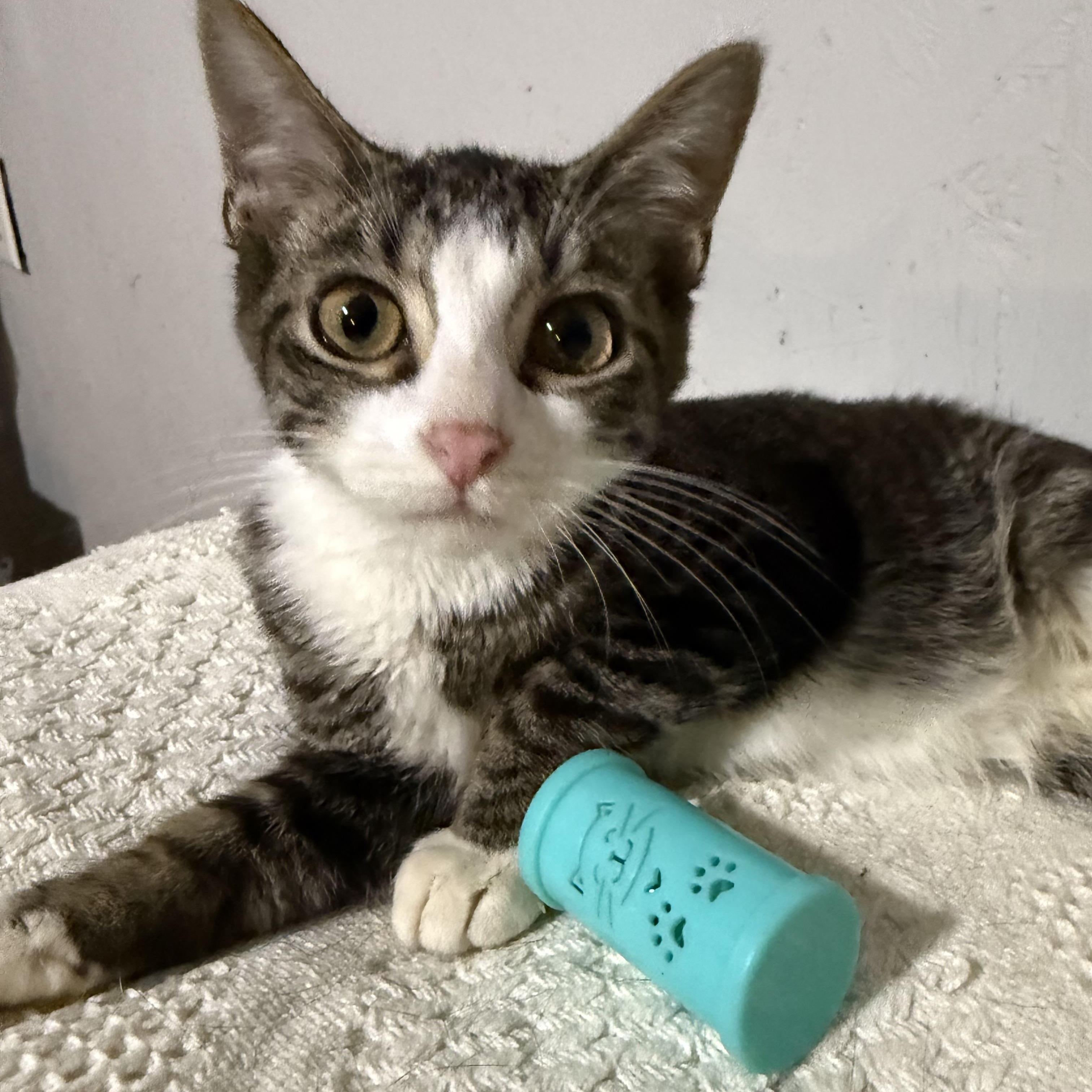 River , a ADOPTABLE Tabby in Newton, IL image 1/5