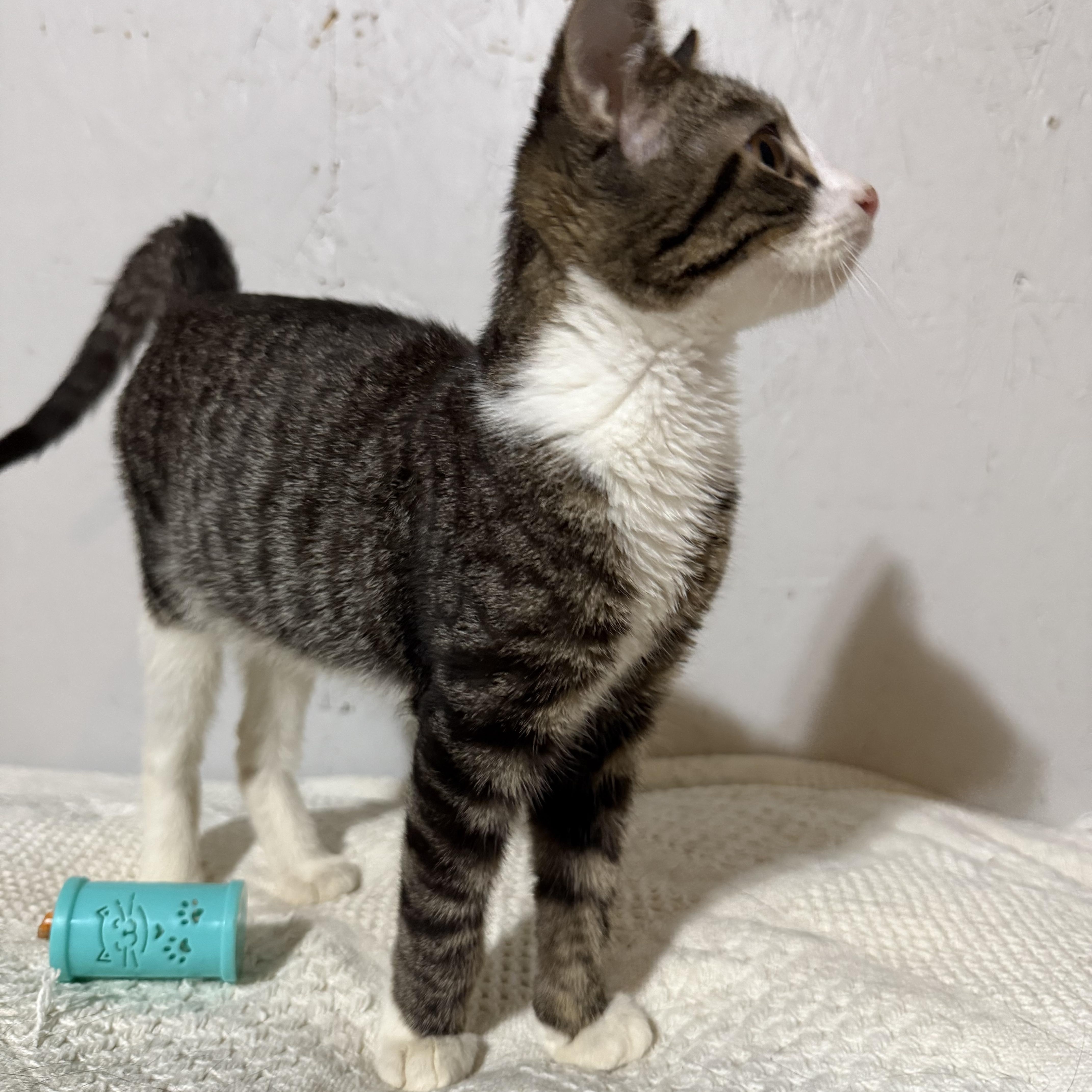 River , a ADOPTABLE Tabby in Newton, IL image 2/5