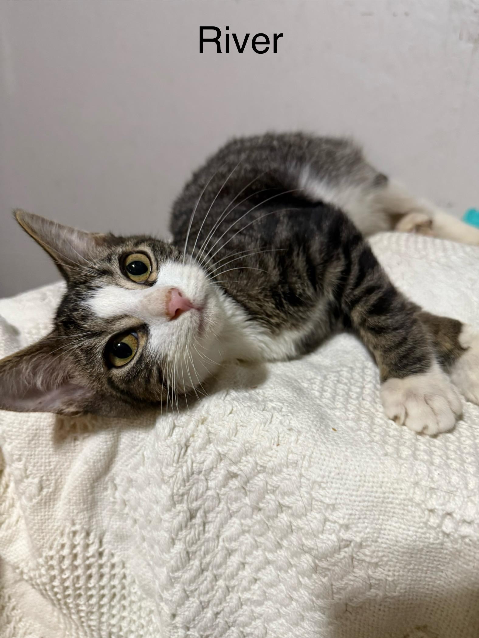 River , a ADOPTABLE Tabby in Newton, IL image 3/5