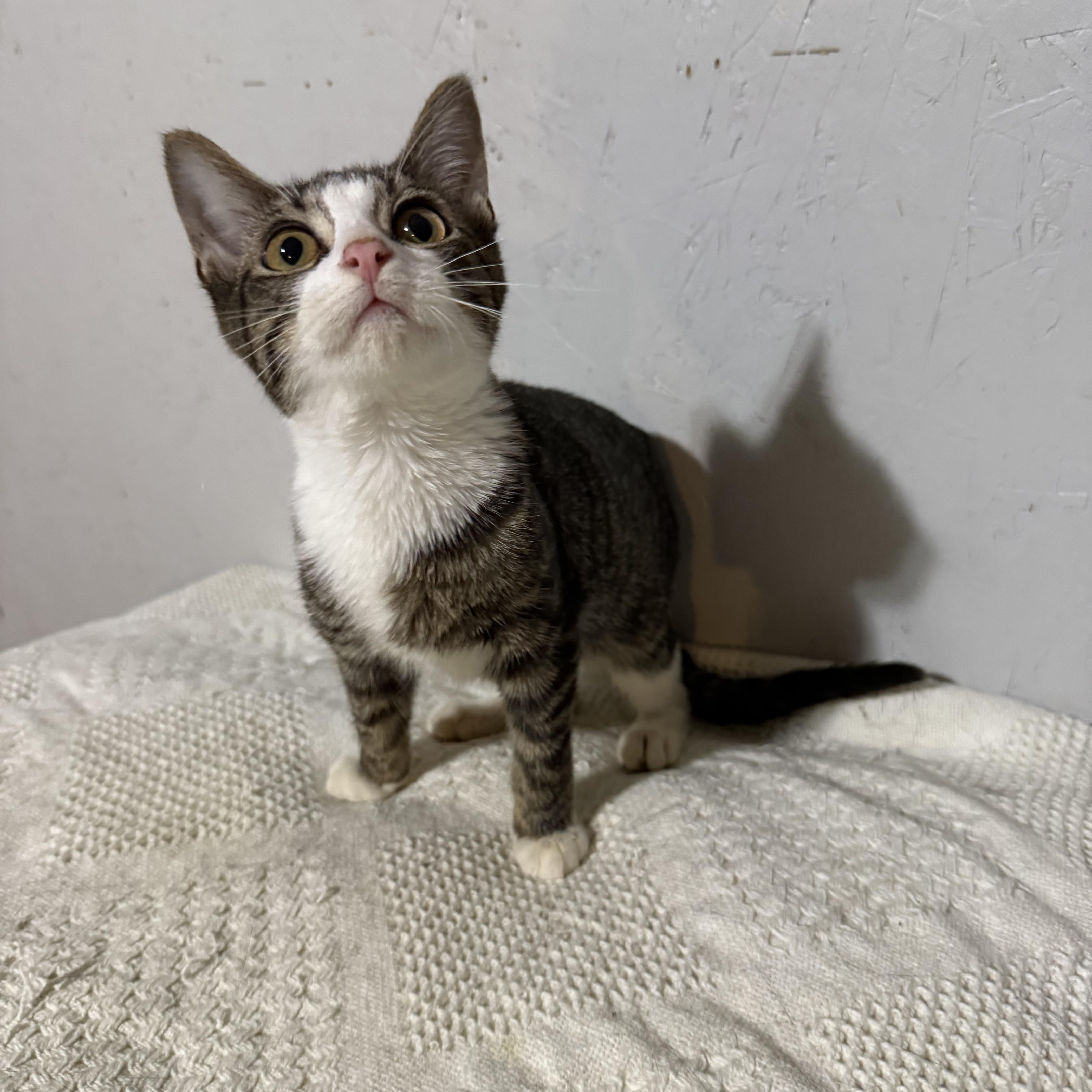 River , a ADOPTABLE Tabby in Newton, IL image 4/5