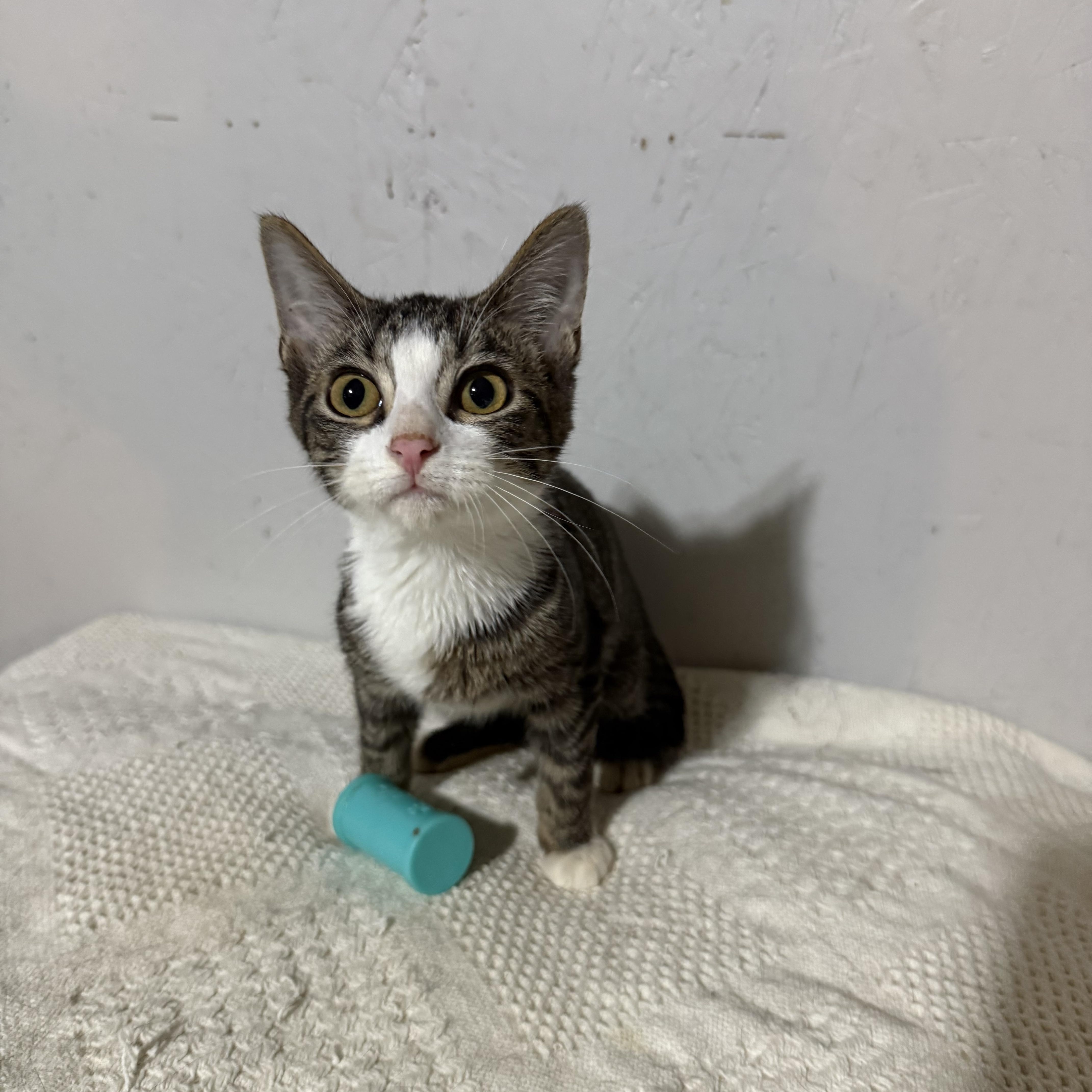 River , a ADOPTABLE Tabby in Newton, IL image 5/5