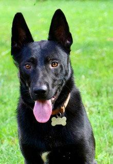 KNIGHT, Adoptable, Young Male German Shepherd Dog.
