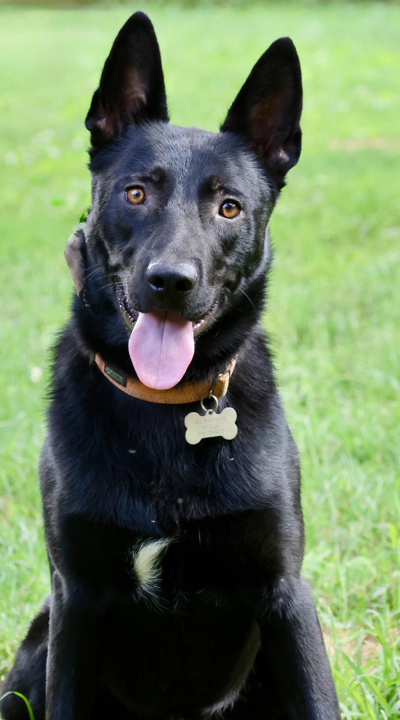 KNIGHT, Adoptable, Young Male German Shepherd Dog.