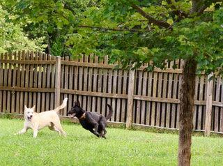 KNIGHT, a Adoptable German Shepherd Dog in Baltimore, MD image 3/3