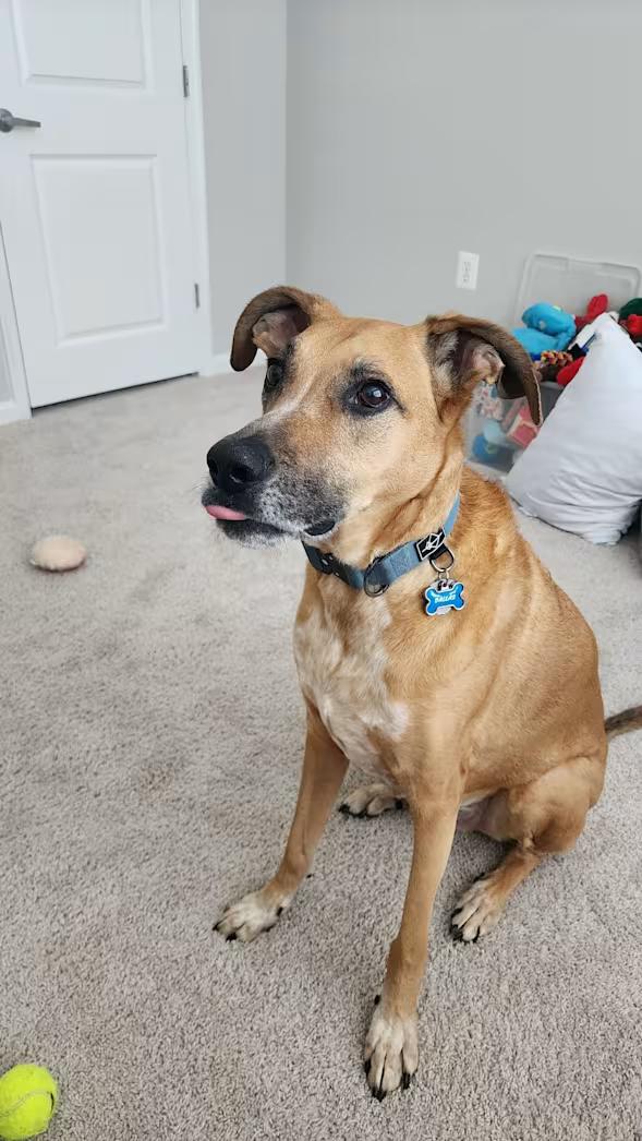 Dallas - Courtesy Post , adoptable, Senior Male Boxer & German Shepherd Dog.