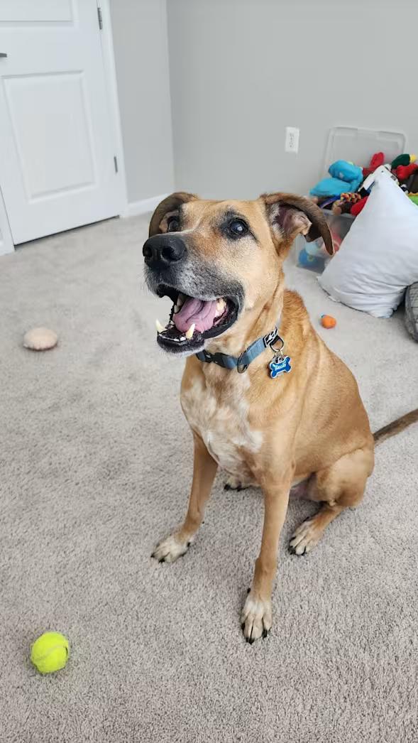 Dallas - Courtesy Post , an adoptable mixed breed in Columbia, MD image 2/4