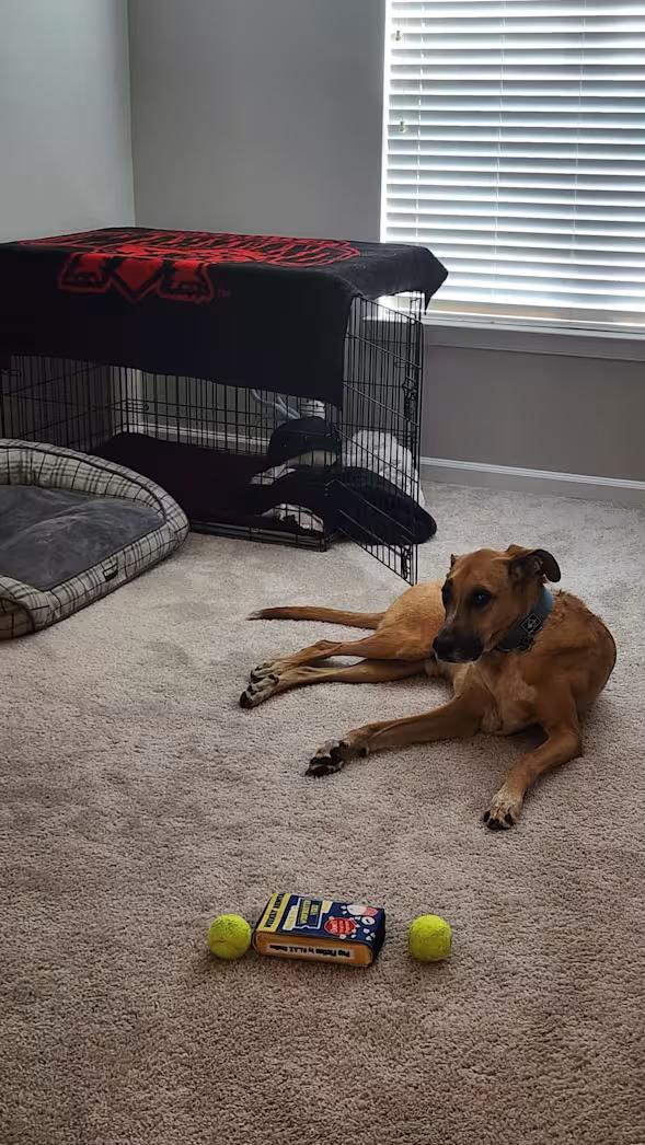 Dallas - Courtesy Post , an adoptable mixed breed in Columbia, MD image 4/4