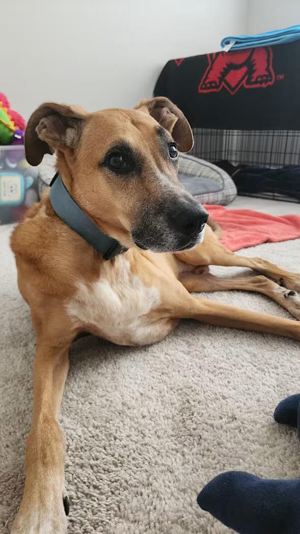 Dallas - Courtesy Post , an adoptable mixed breed in Columbia, MD image 3/4