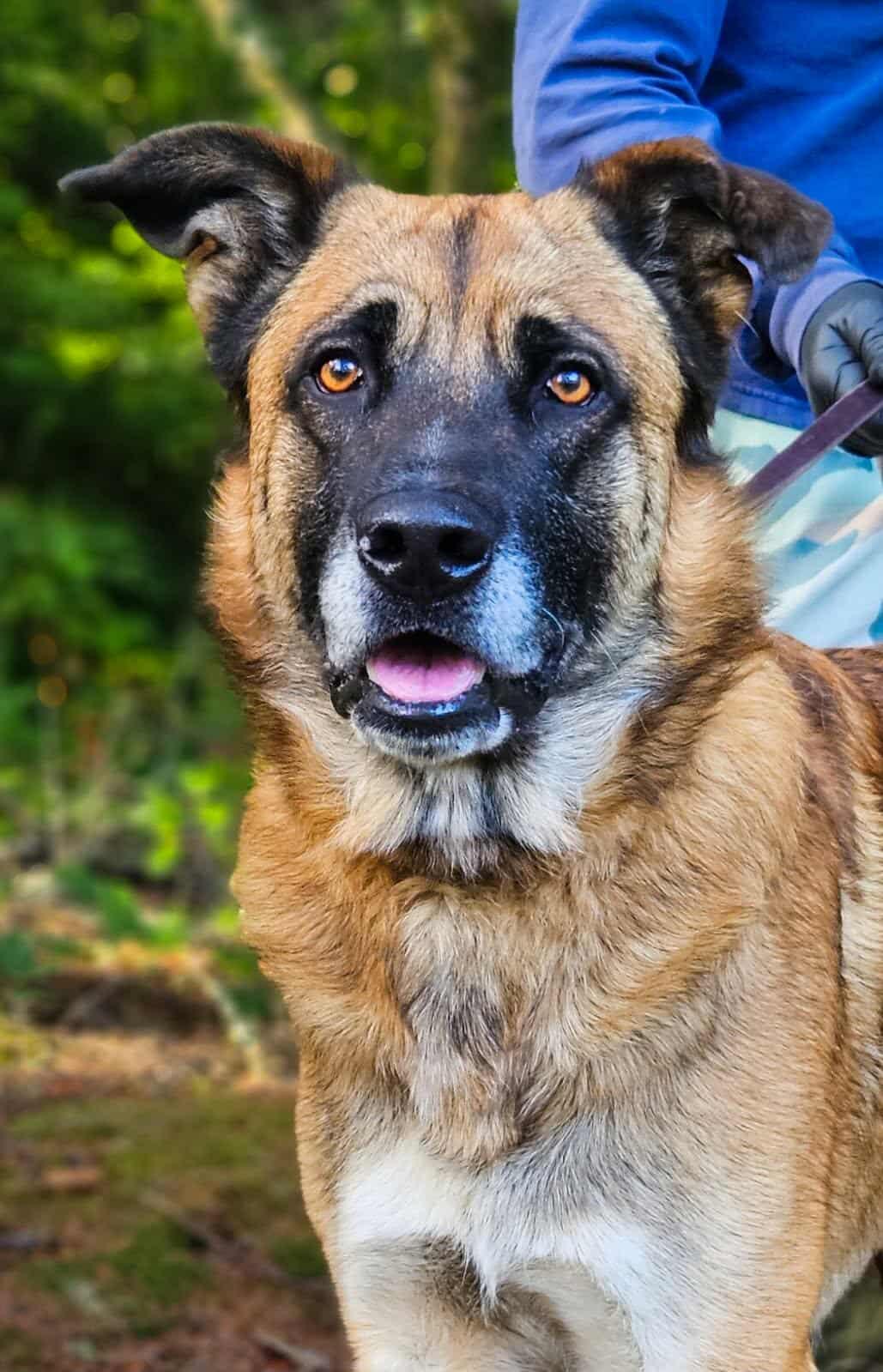Jimbo, a Adoptable mixed breed in Crescent city, CA image 3/3