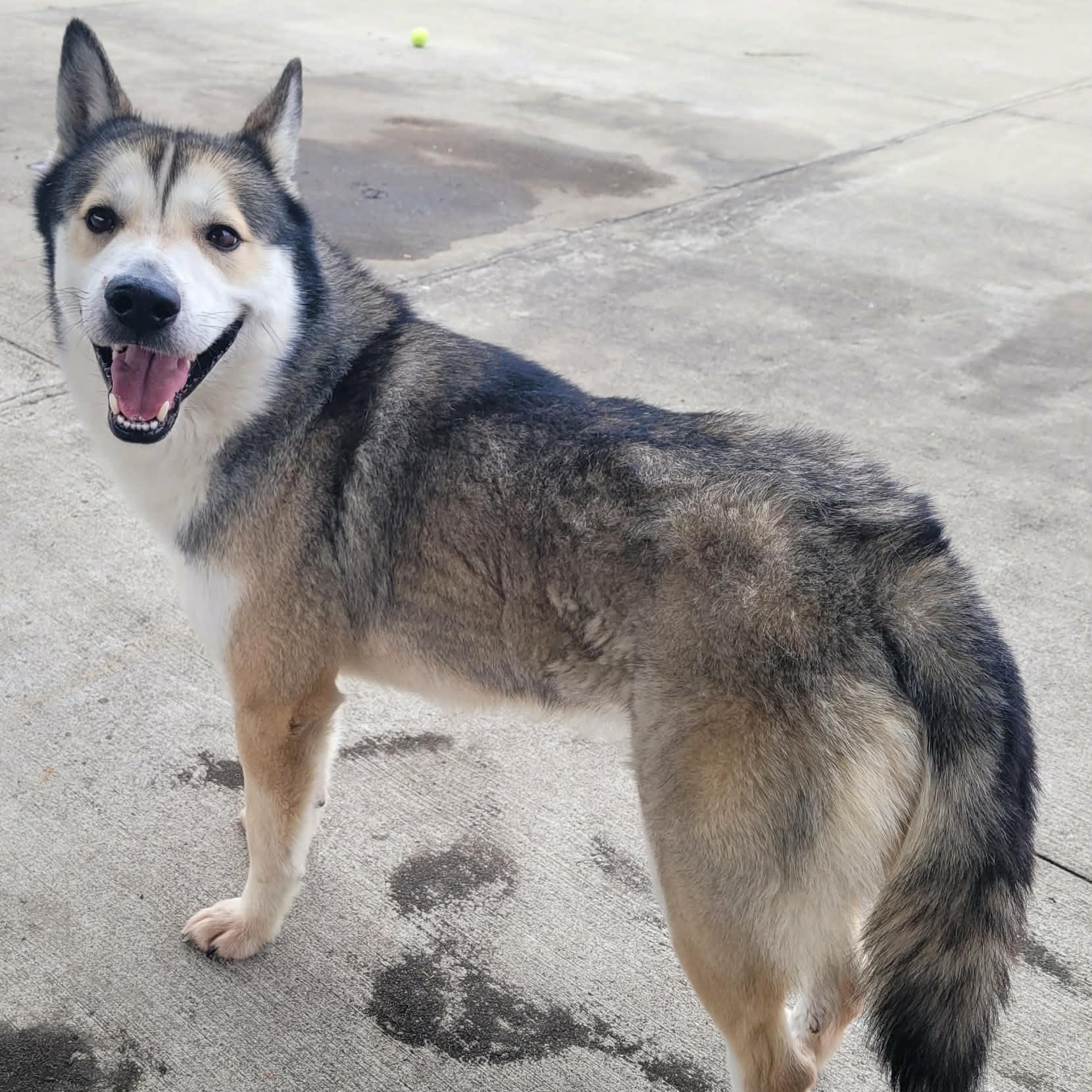 Enlarge Conroy! Gorgeous Boy!, a ADOPTABLE mixed breed in Meriden, CT image 5/6