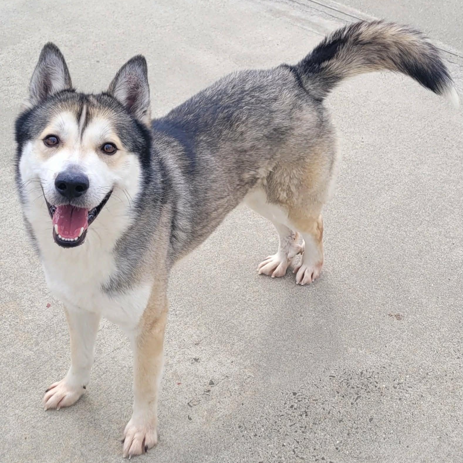 Enlarge Conroy! Gorgeous Boy!, a ADOPTABLE mixed breed in Meriden, CT image 2/6