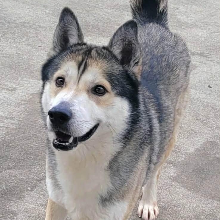 Enlarge Conroy! Gorgeous Boy!, a ADOPTABLE mixed breed in Meriden, CT image 3/6