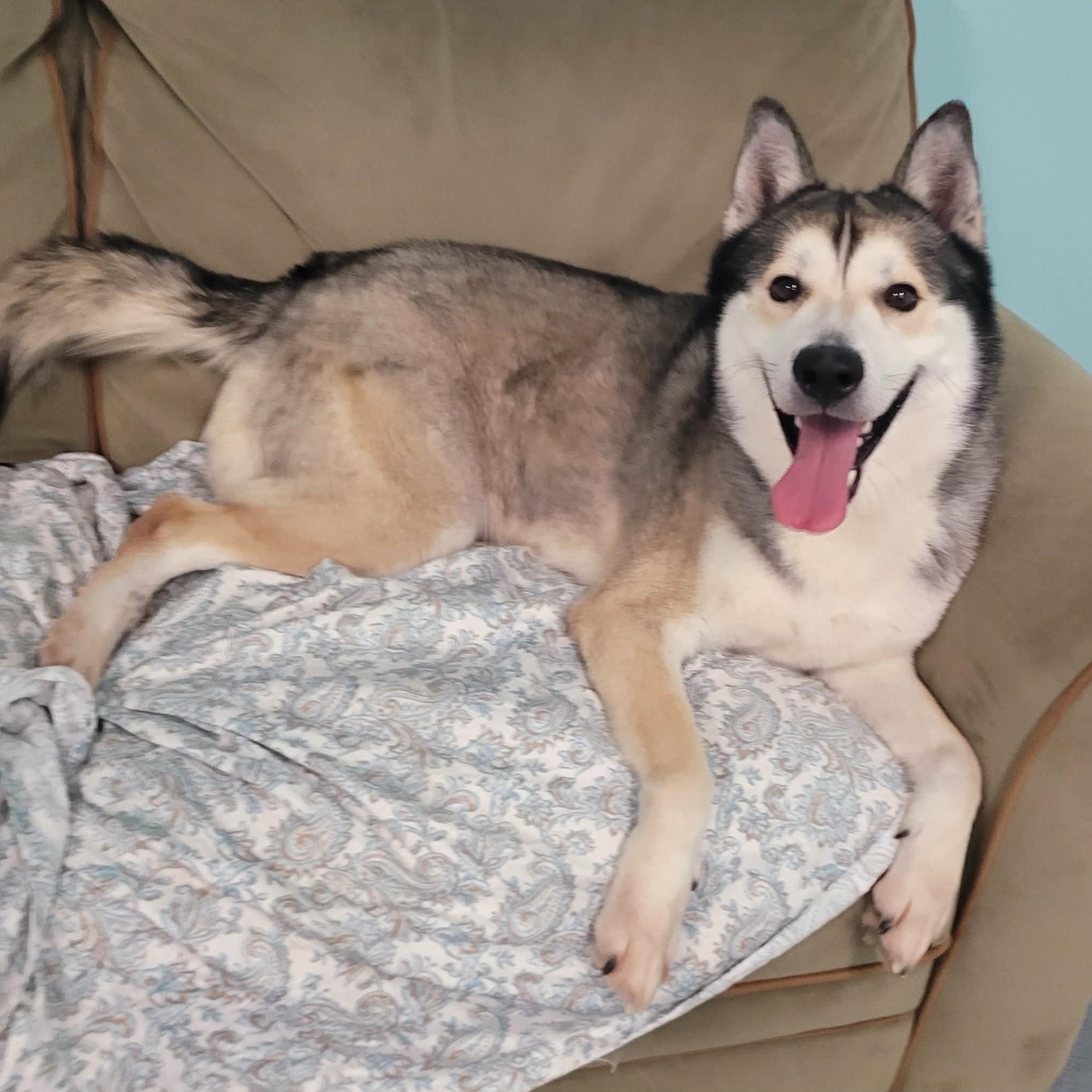 Enlarge Conroy! Gorgeous Boy!, a ADOPTABLE mixed breed in Meriden, CT image 6/6